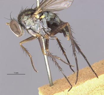Media type: image;   Entomology 13031 Aspect: habitus lateral view